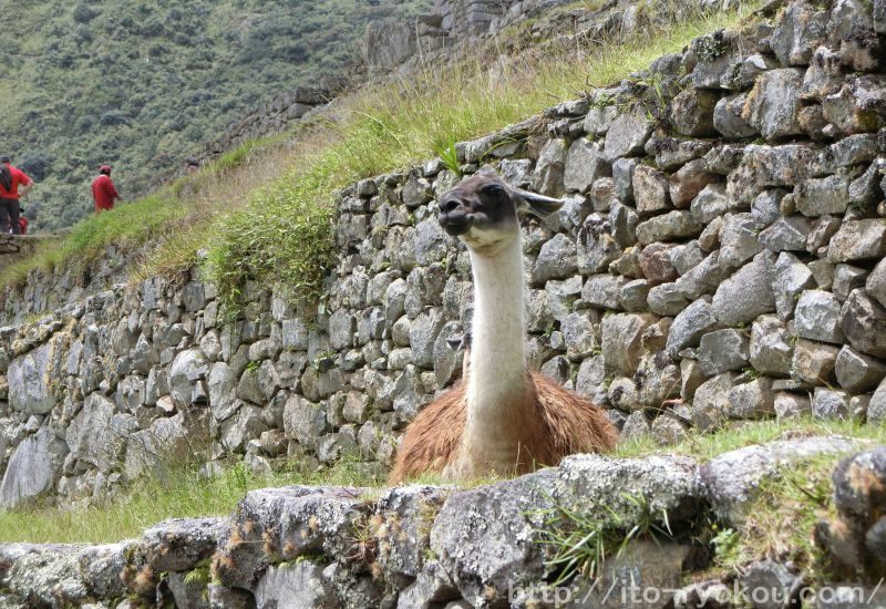 ペルー クスコに来たらアルパカと一緒に写真を撮ろう 場所の説明 糸ぶろぐ