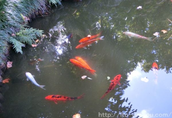 モンテビデオ日本庭園「平成苑」の観光。ウルグアイにある日本。 糸ぶろぐ